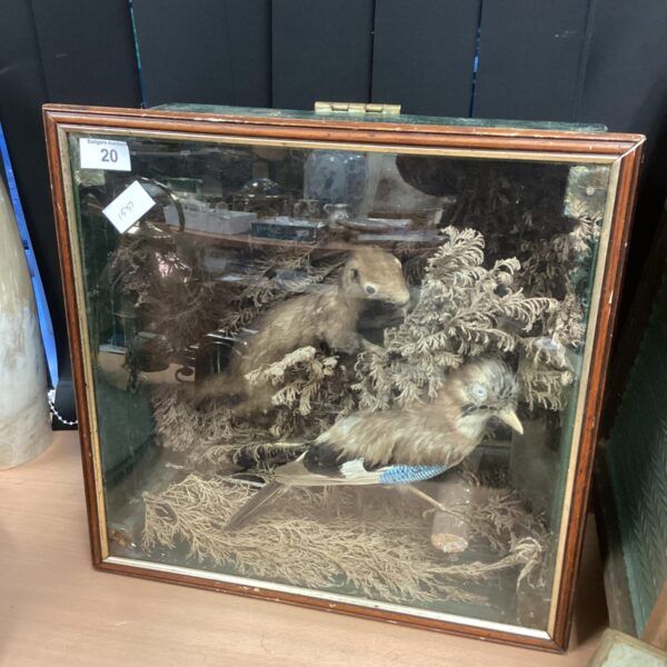 Vintage taxidermy stoat displayed in a glass case.