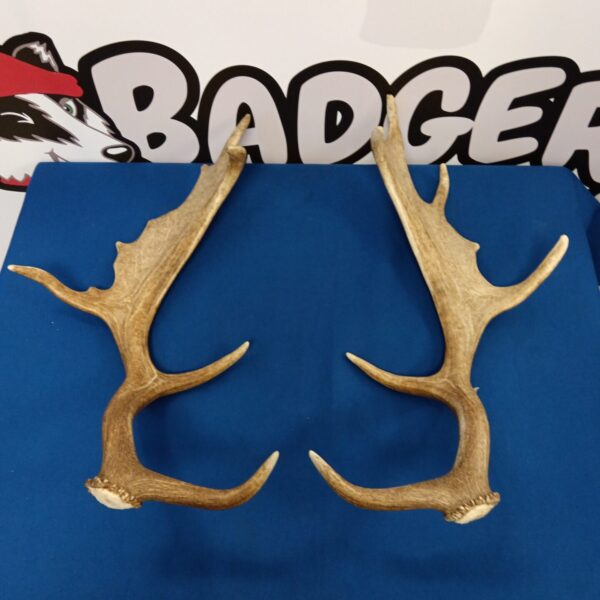 Pair of stag antlers displayed on a blue backdrop.