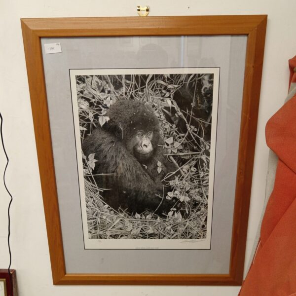 Limited edition David Dancey Woods gorilla print, baby animal portrait.