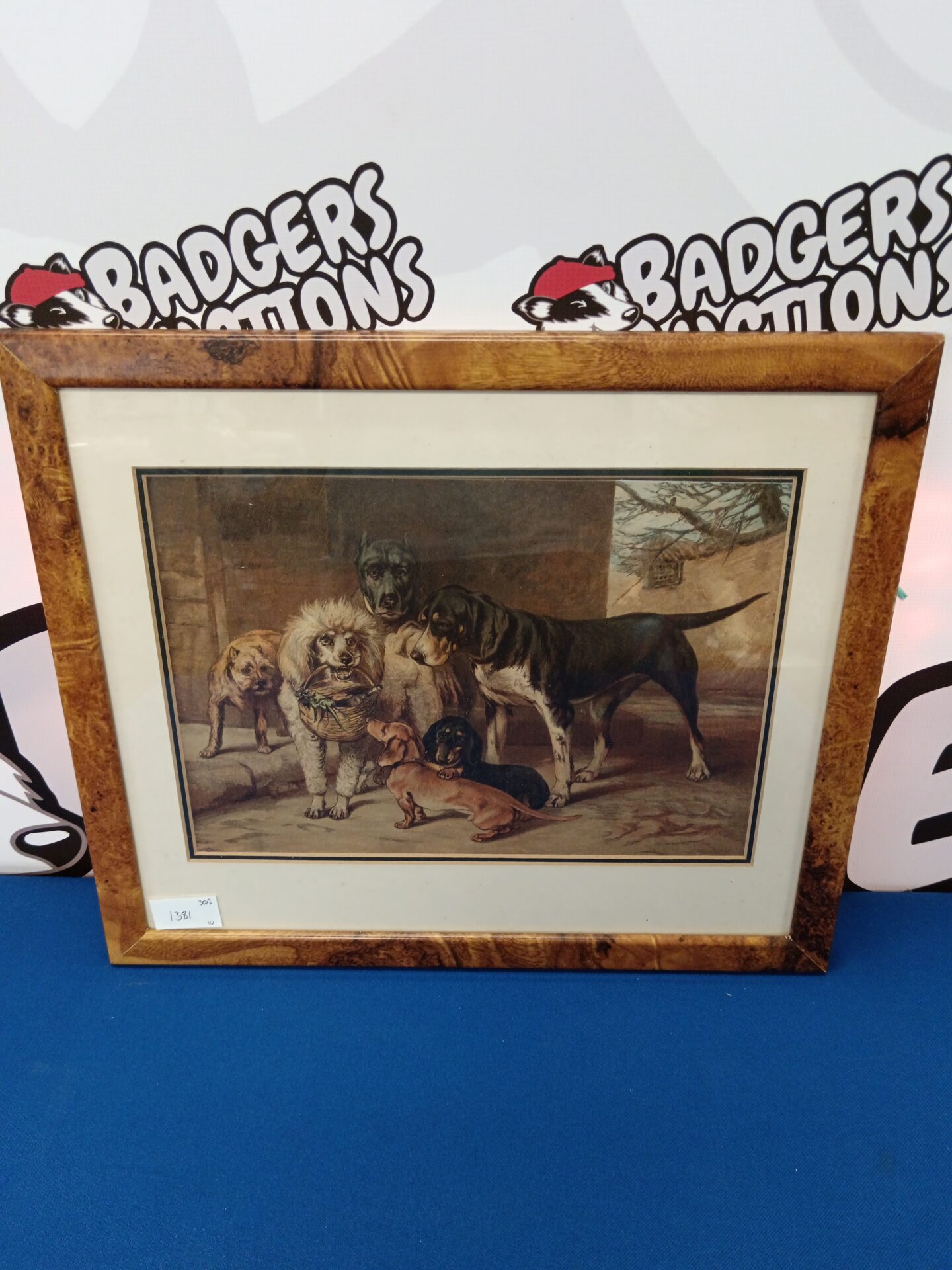 698 19th century engraving study of comical dogs