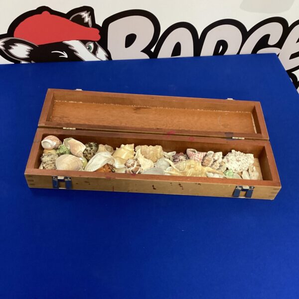 Vintage sea shell collection displayed in a wooden case.