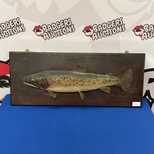 Antique taxidermy brown trout mounted on a dark backing.