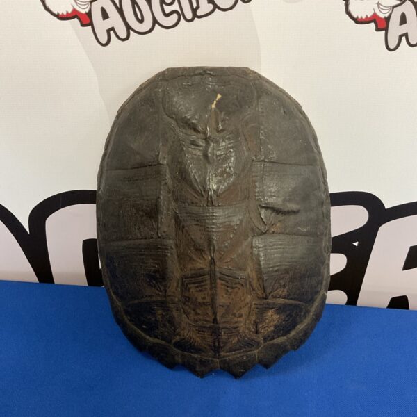 Antique snapping turtle shell, weathered and well-preserved.