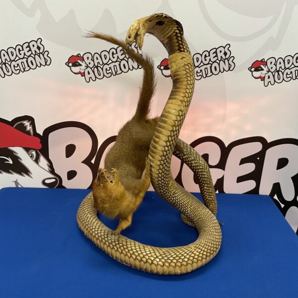 Vintage taxidermy display of a mongoose battling a cobra.