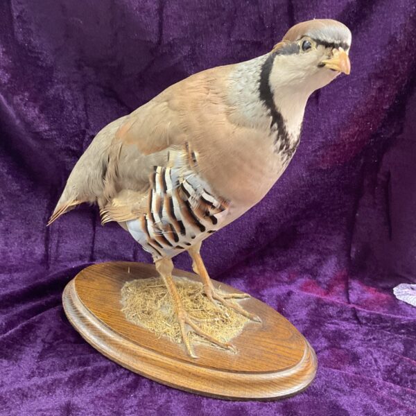 Mounted taxidermy Red Legged French Partridge on wooden base.