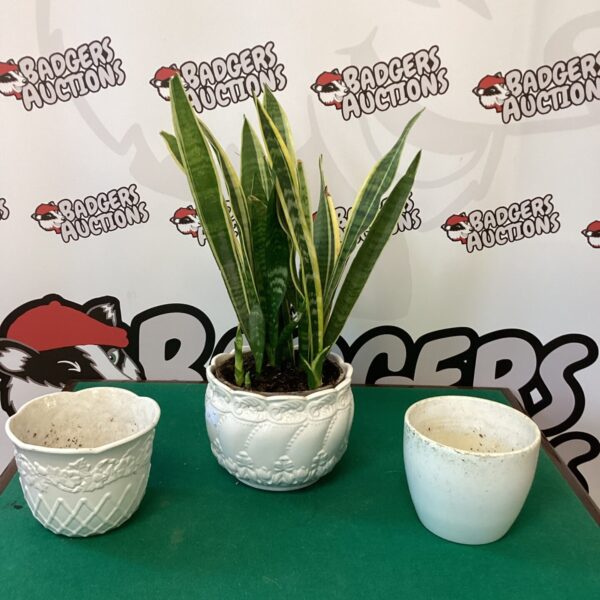 Healthy snake plant in white ceramic pots for modern home decor.