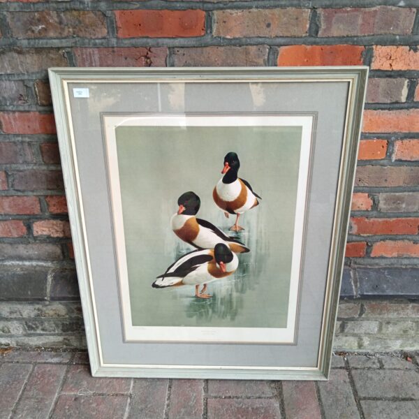 Signed Raymond C Watson shelduck print depicting birds on ice.
