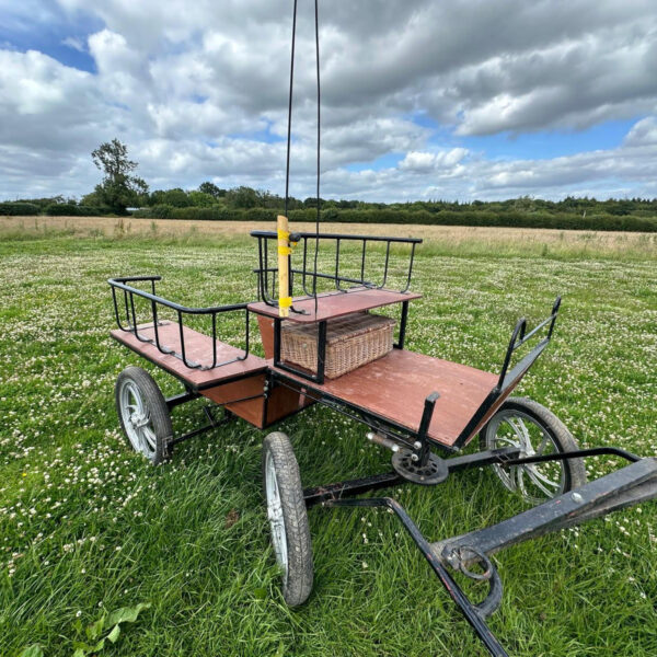 Antique horse-drawn wagonette in a field of white flowers.
