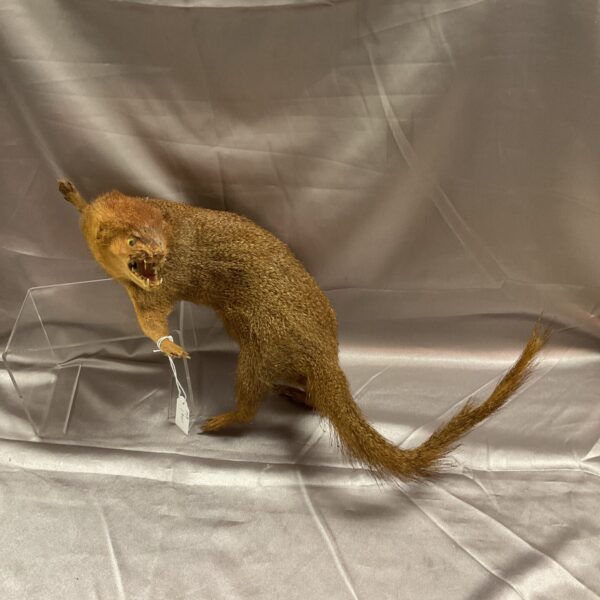 Vintage taxidermy mongoose mount on display.