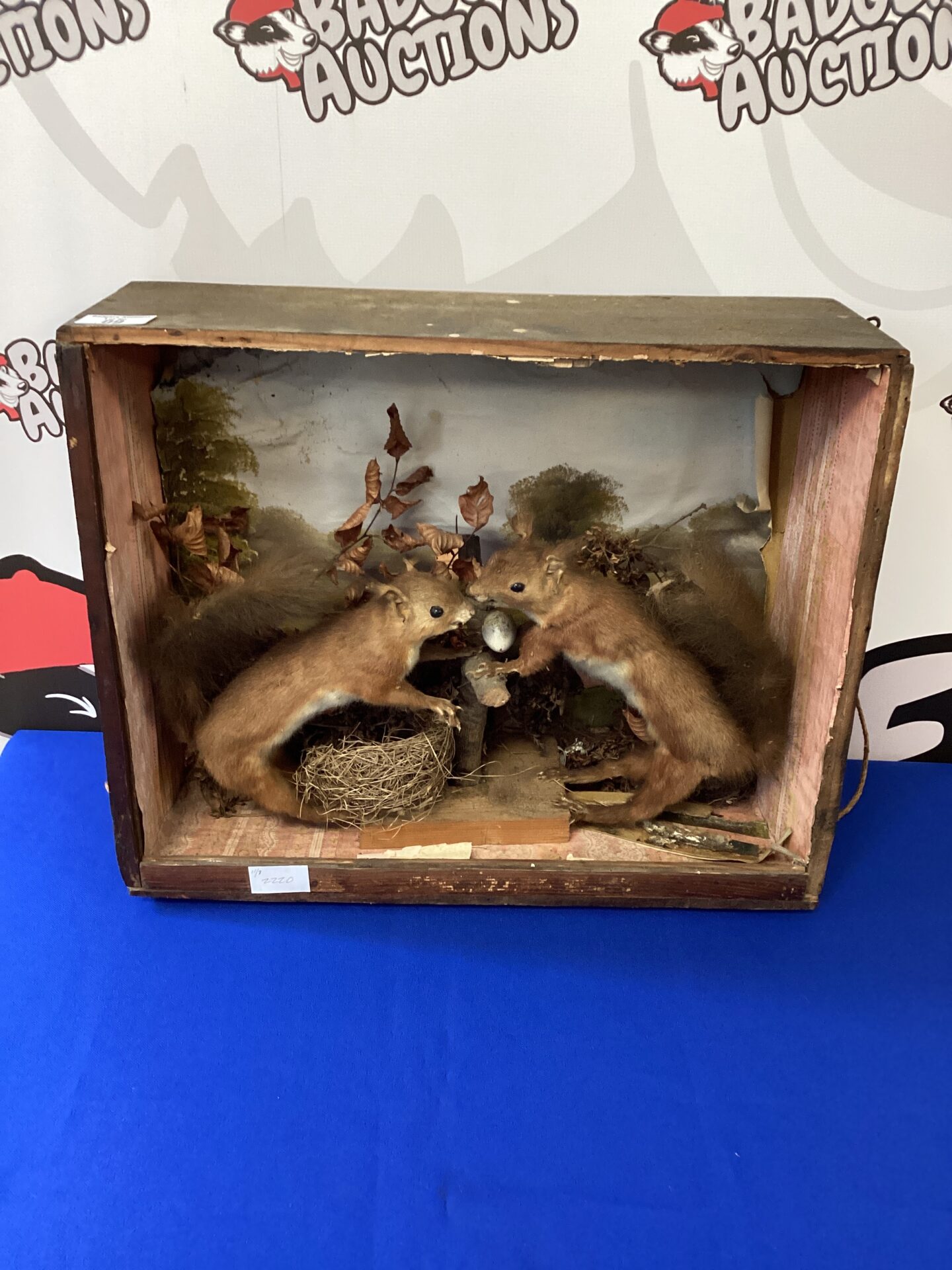 009 Pair of Victorian Taxidermy Red Squirrels in case