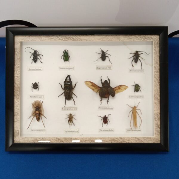 Vintage framed insect display featuring preserved bugs and insects.