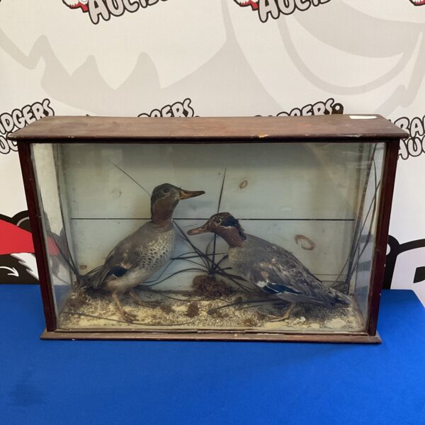 Victorian cased taxidermy ducks on display, antique bird collection.