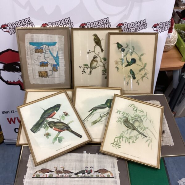 Lot of vintage framed bird prints for wall decor.