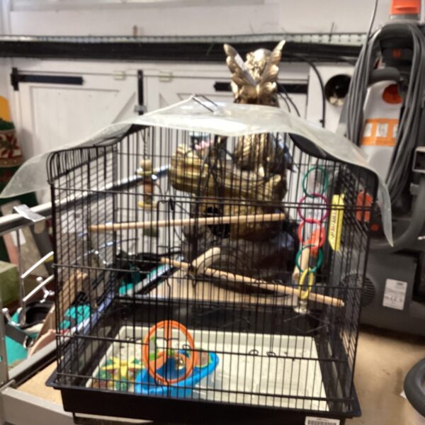 Front view of a small black bird cage with a plastic tray.