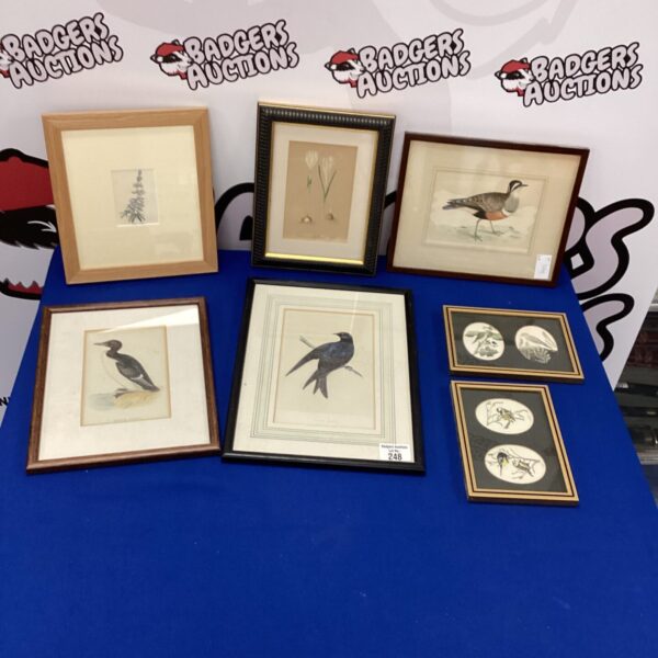 Lot of framed vintage bird prints for wall decor.
