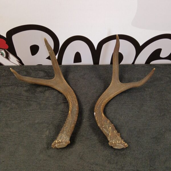 Pair of naturally shed deer antlers for rustic home decor.