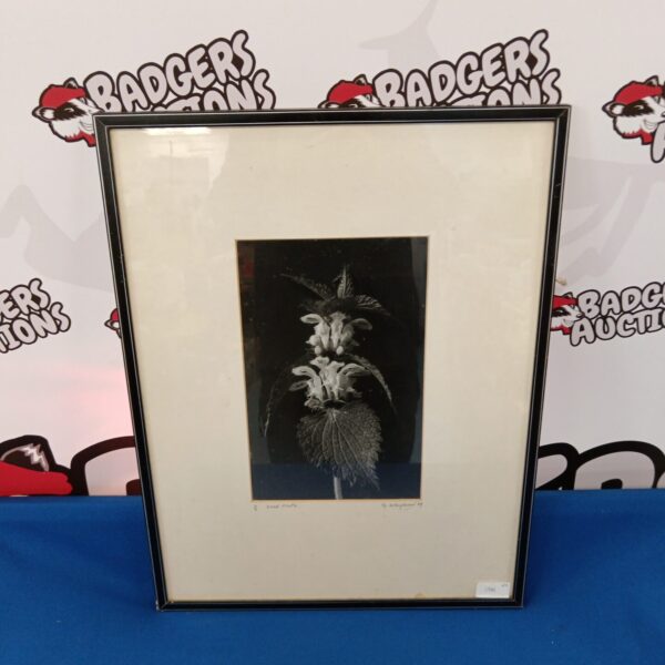 Limited edition monochrome photograph of dead nettle by G Whybrow.