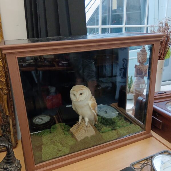 Antique taxidermy barn owl displayed in a large glass cabinet.