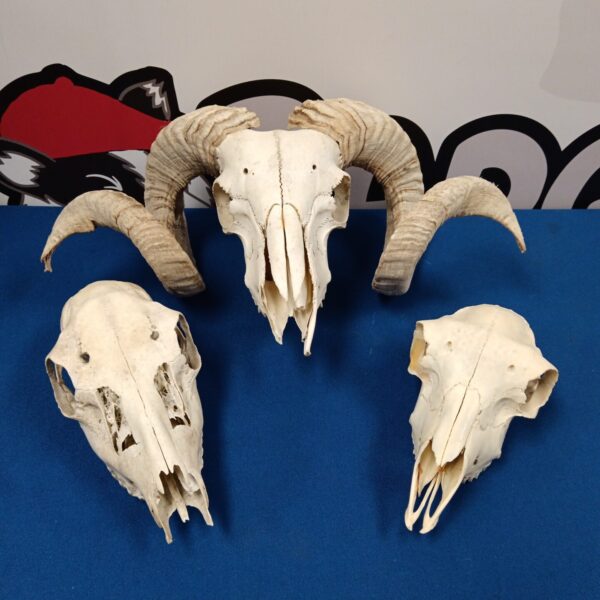 Authentic ram skull with large curved horns, a unique collectible.