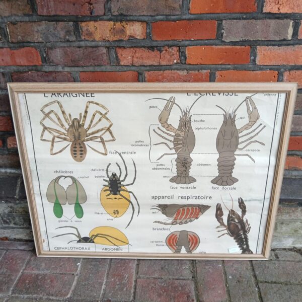 Detailed vintage French educational poster of a crustacean anatomy chart.