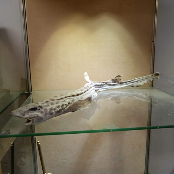 Antique taxidermy dogfish shark specimen on display.
