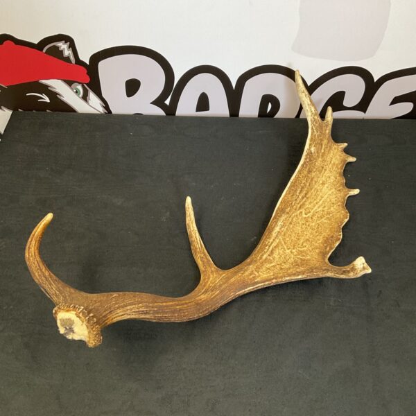 Large shed deer antler for display and crafting.