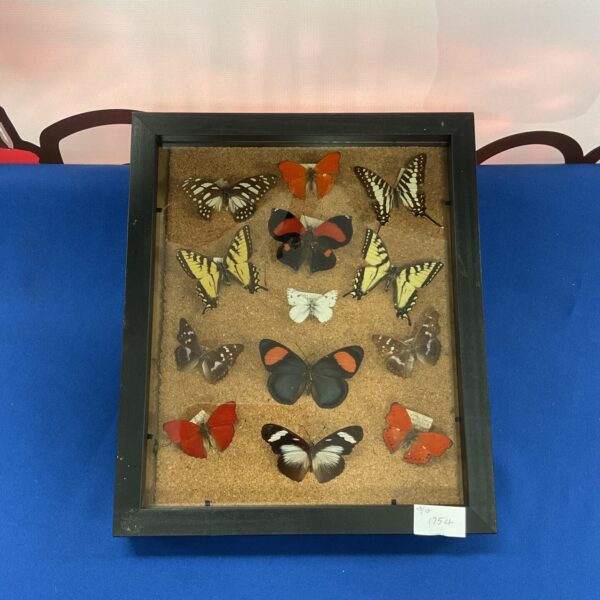 Framed display of vintage taxidermy butterflies for collectors.
