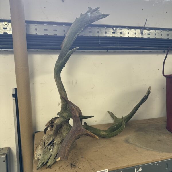 Detailed view of a deer skull with large antlers for display.