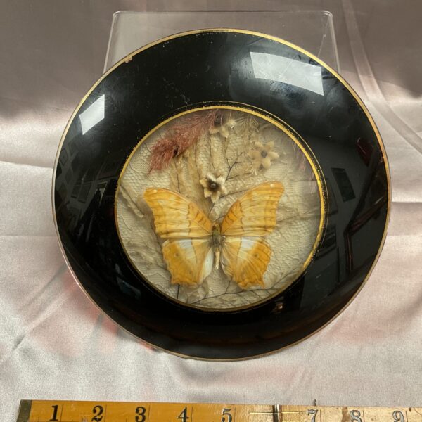 Georgian entomological specimen featuring an Alora butterfly in a glass dome.