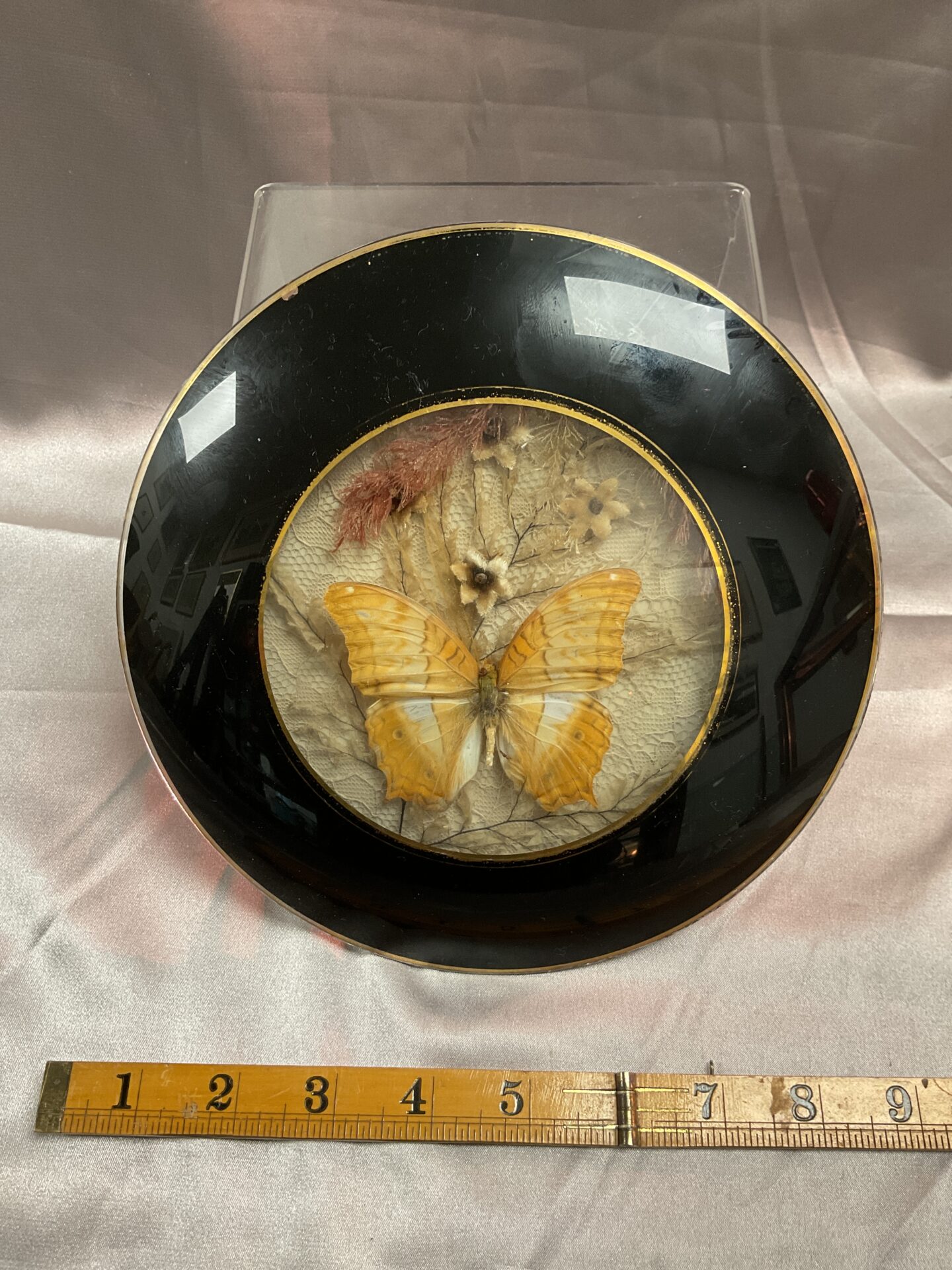 843 georgian Entomological specimen Alora Butterfly In Glass Domed Plaque