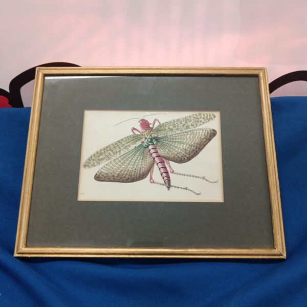 Vintage hand-coloured engraving of an Egyptian Locust insect illustration.