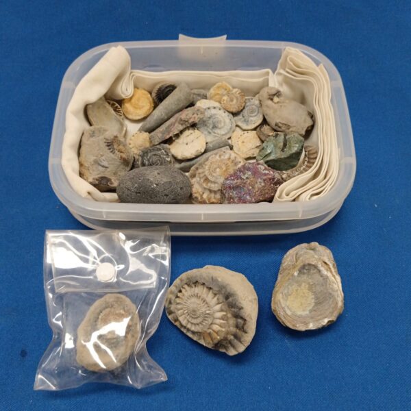 Mixed fossil lot including ammonites and geological specimens.