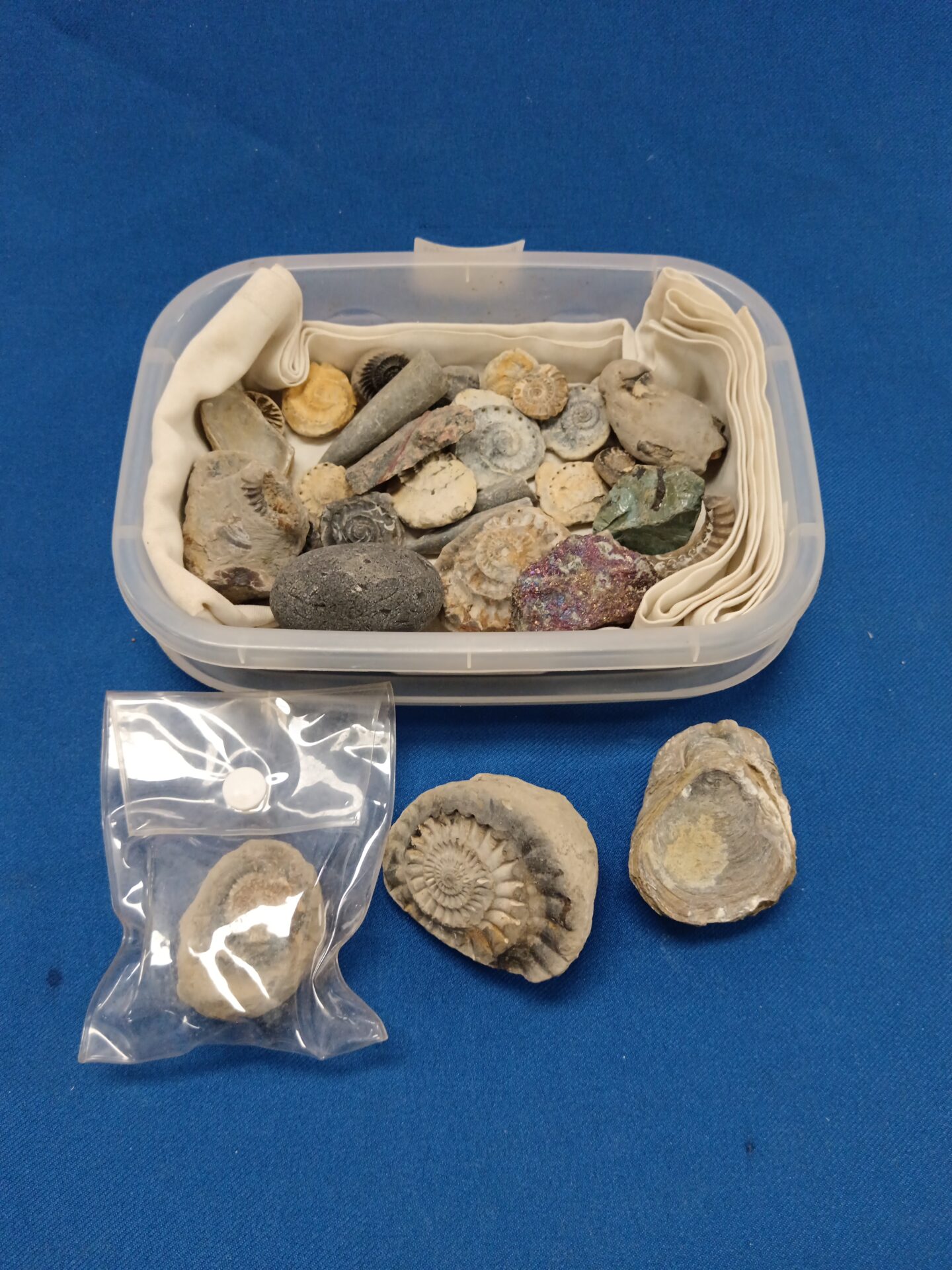 719 Tray of mixed fossils including ammonites