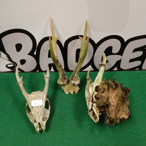 Two deer skulls with antlers mounted for display.