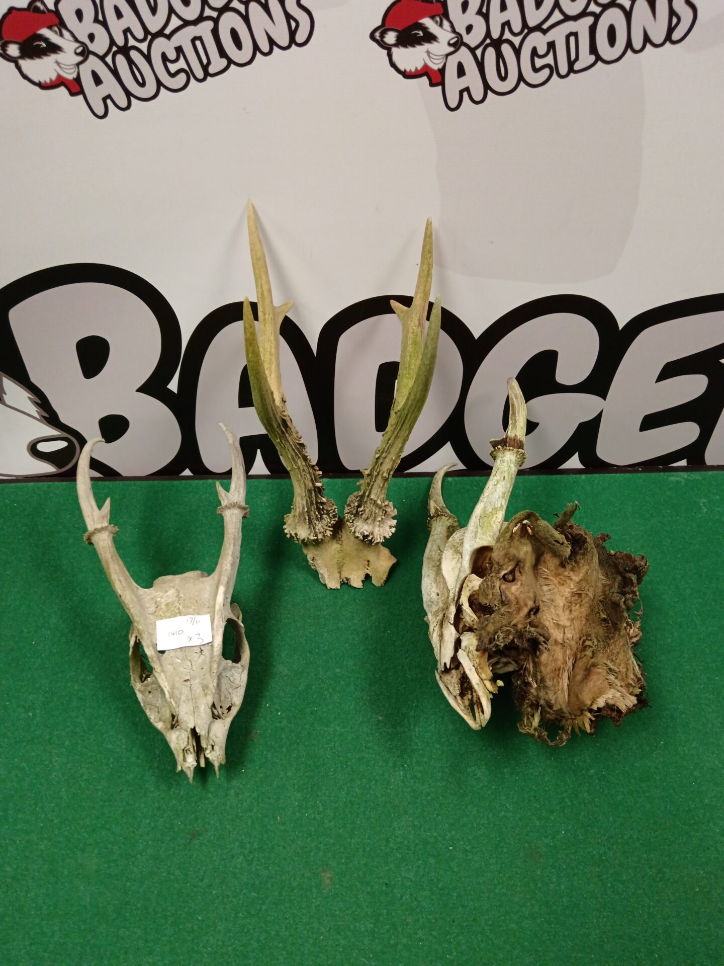 065 Two deer skulls & antlers