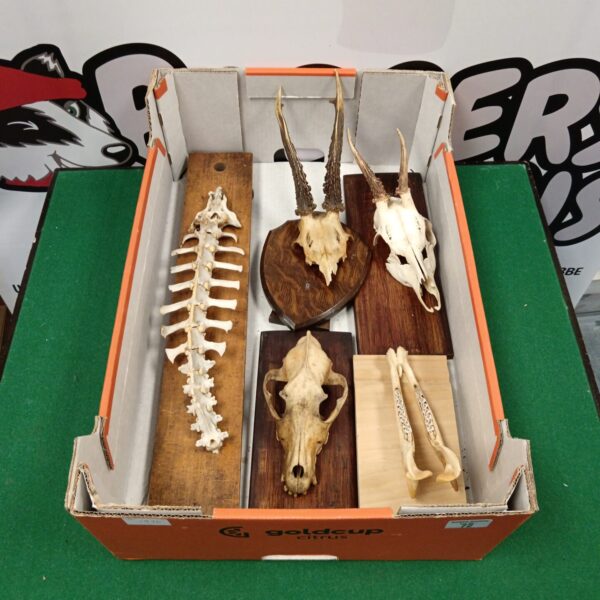 Mounted deer skulls and spines on display.
