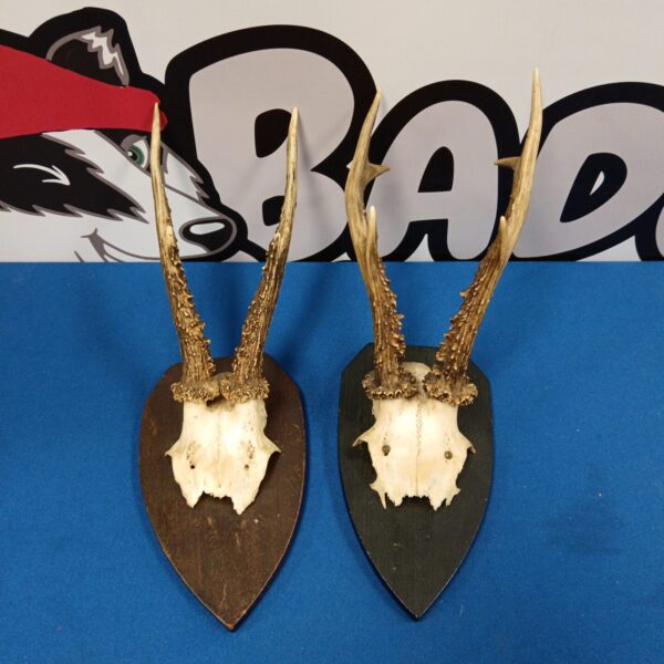 Vintage deer antler mounts on wooden backboards for wall display.