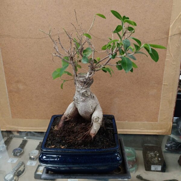Miniature bonsai tree in a blue pottery planter, garden decor.