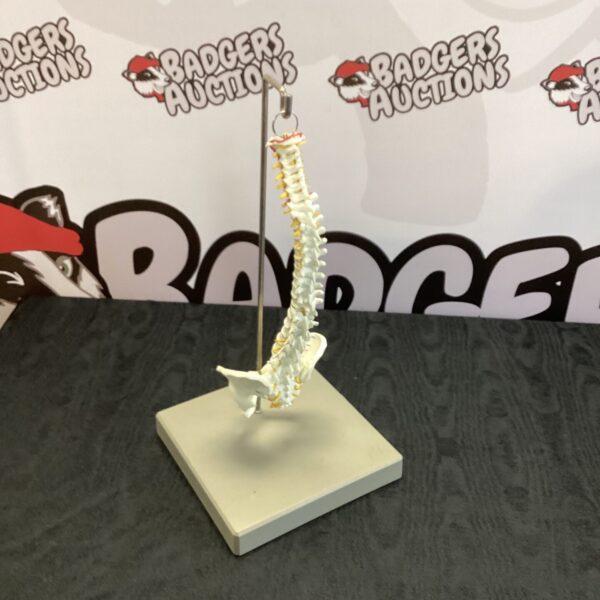 Detailed flexible human spine model for anatomical study.