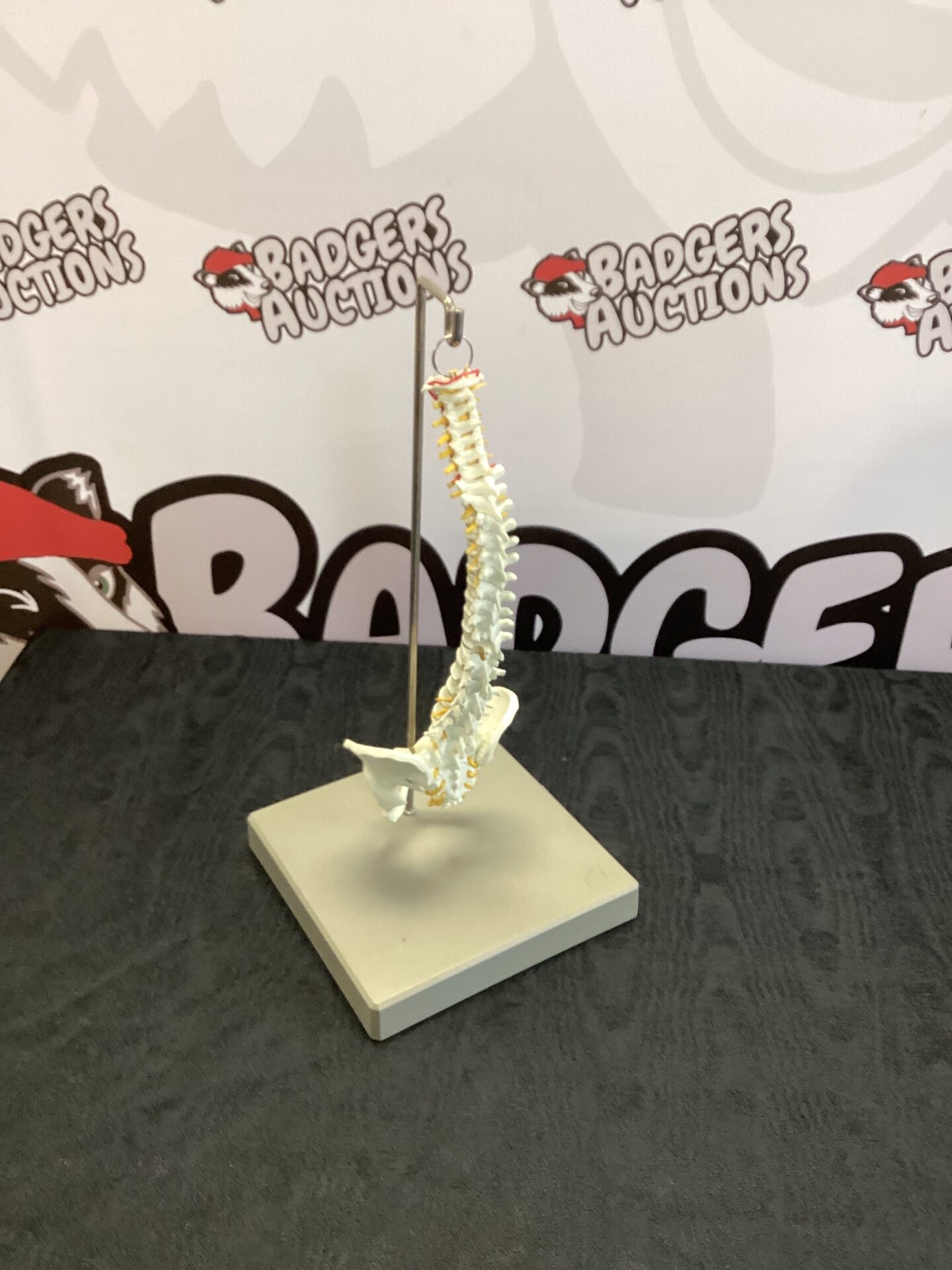 236 Flexible Human Spine