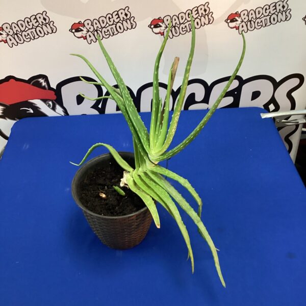 Potted Aloe Vera plant, a healthy succulent houseplant.