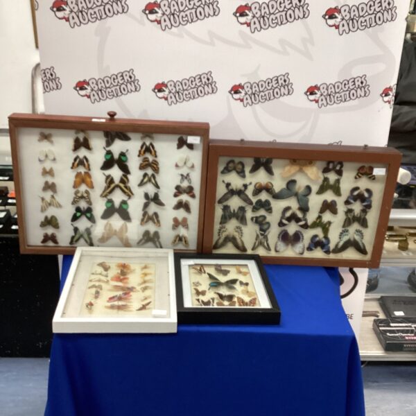 Framed display of a large mounted butterfly collection.