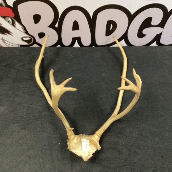 Authentic deer antler mount on a skull cap for wall decor.