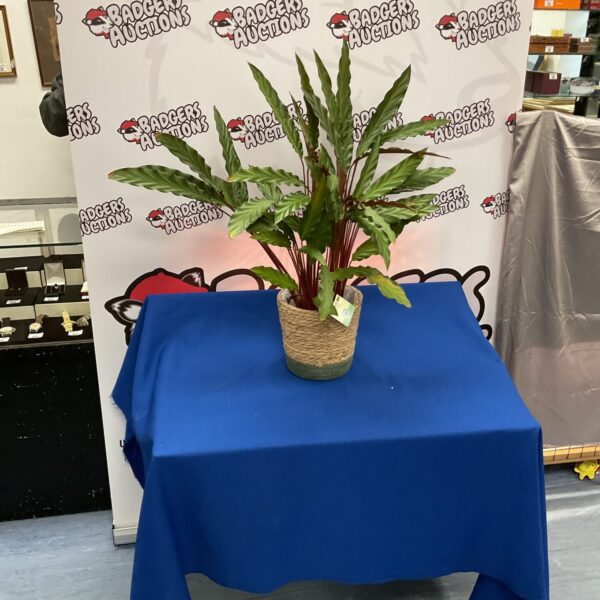 Vibrant Calathea plant with patterned leaves for indoor decoration.
