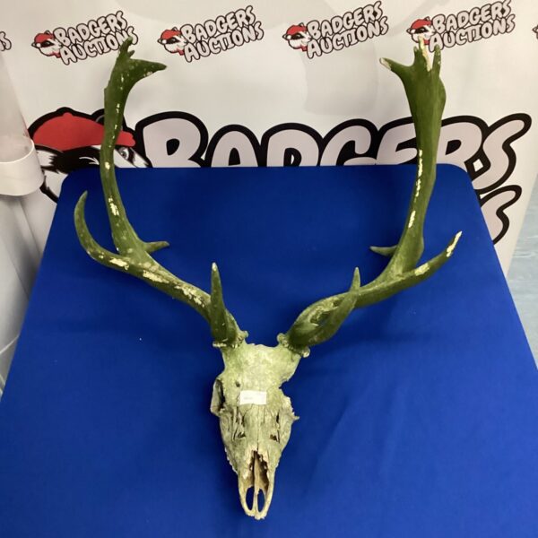 Rustic stag skull with impressive antlers for wall decor.