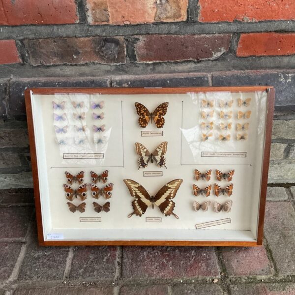 Vintage framed butterfly collection, a beautiful insect display.