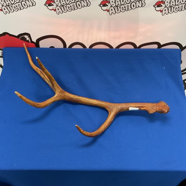 Large four-point stag antler for display or taxidermy.