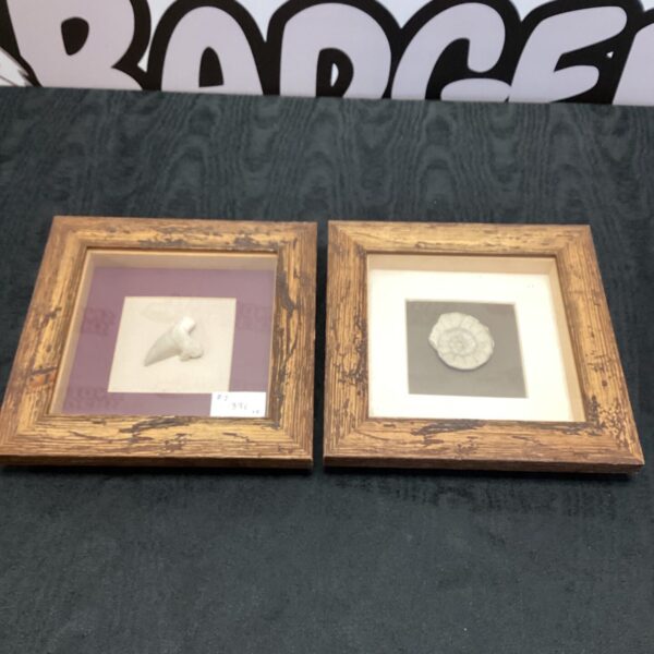 Framed fossil display featuring a shark tooth and ammonite.
