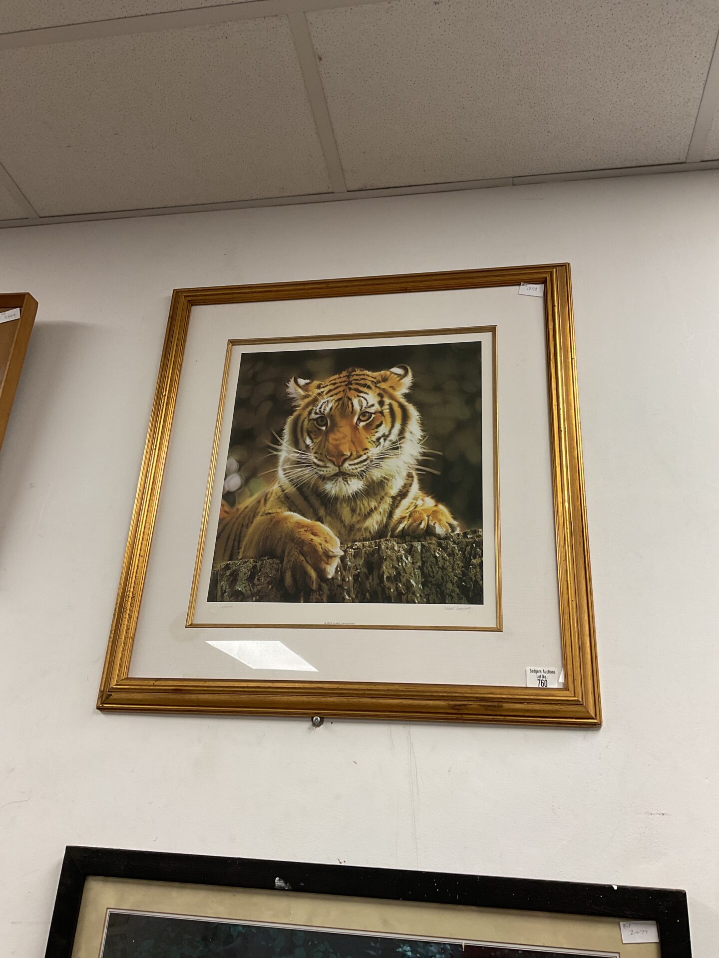 760 Mike lopuszansky signed limited edition print of a tiger titled at rest
