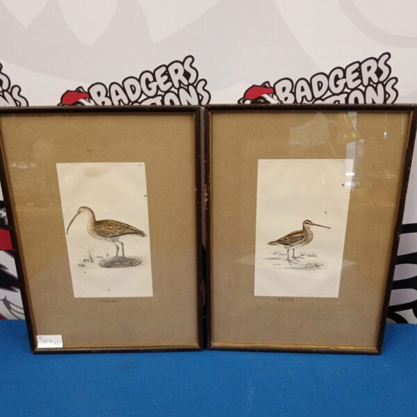 Framed vintage prints of a curlew and a snipe bird.